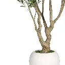 Tree-1-CU1