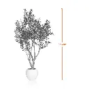 Tree-1-Measurement