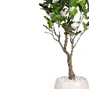 Magnolia tree-CU1