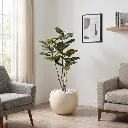 Rubber banyan-ENV