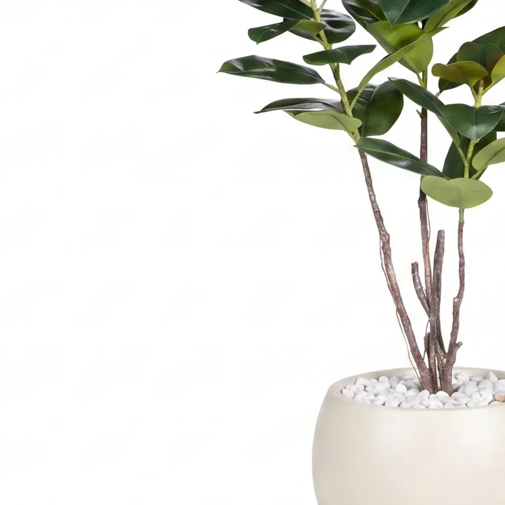Rubber banyan-CU1