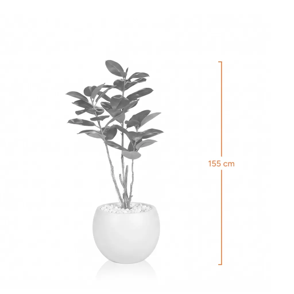 Rubber banyan-Measurement