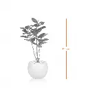 Rubber banyan-Measurement