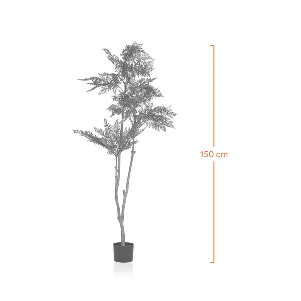 Breadfruit Tree-Measurement