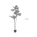 Breadfruit Tree-Measurement