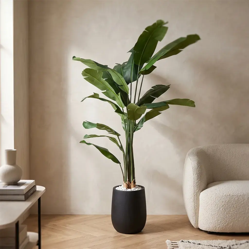 Cracked banana tree-ENV