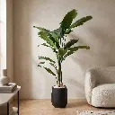 Cracked banana tree-ENV