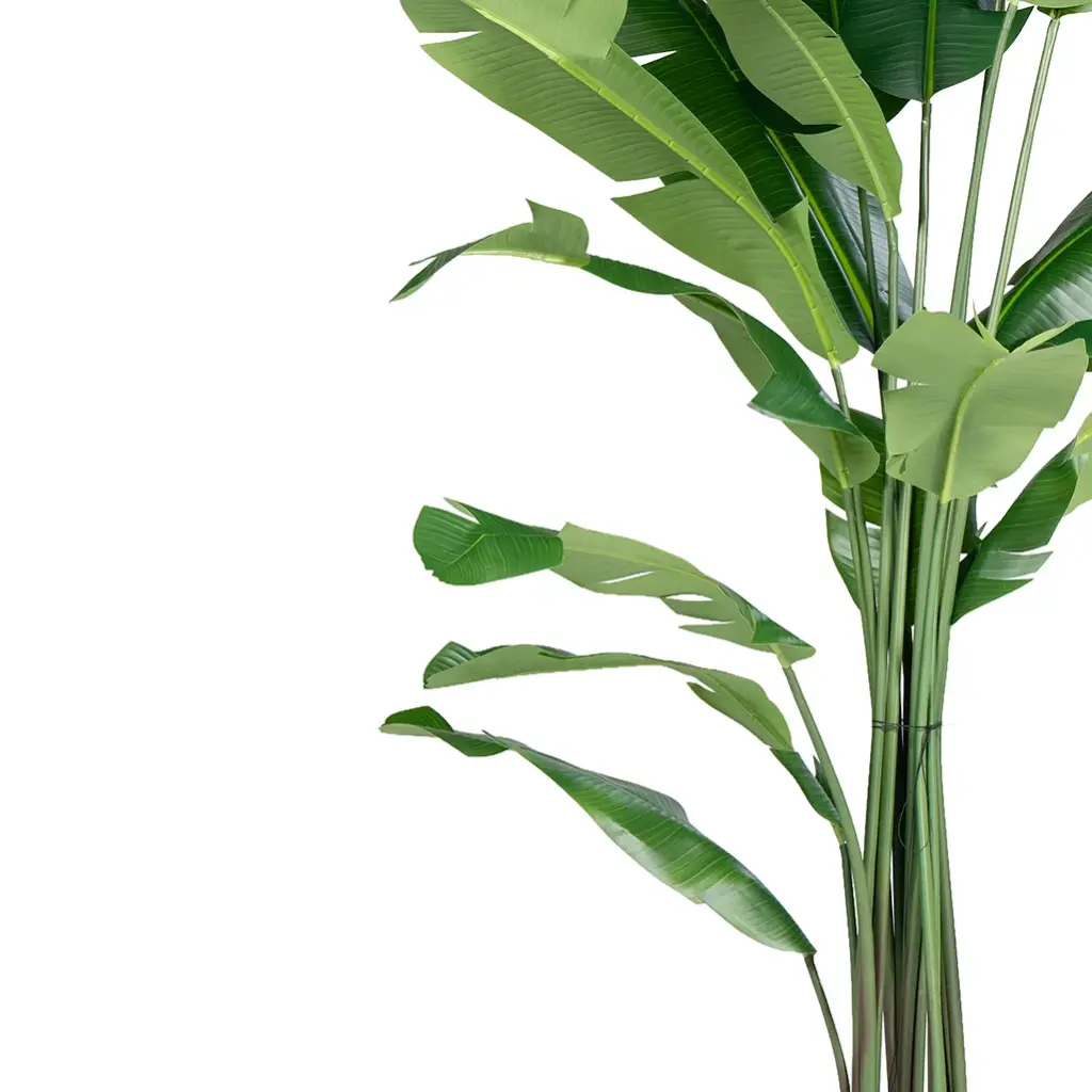 Cracked banana tree-CU