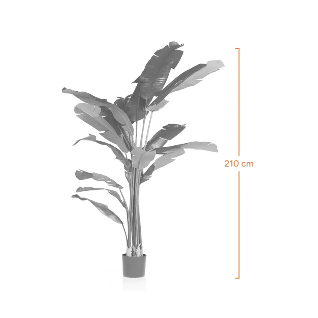 Cracked banana tree-Measurement