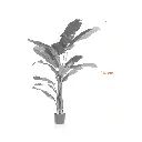Cracked banana tree-Measurement