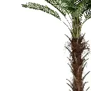 Herringbone Coconut Tree-CU