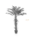 Herringbone Coconut Tree-Measurement