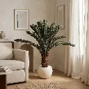 Sago cycas-ENV