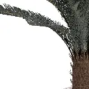 Sago cycas-CU1