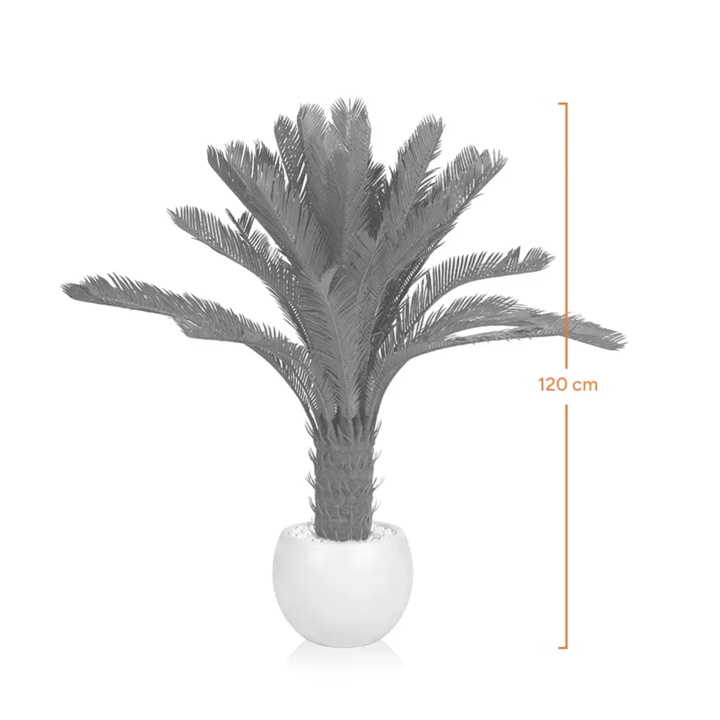 Sago cycas-Measurement