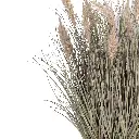 Silky Grass and Small Reeds-CU1