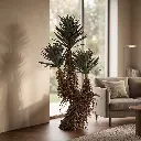 Straw Agave-ENV
