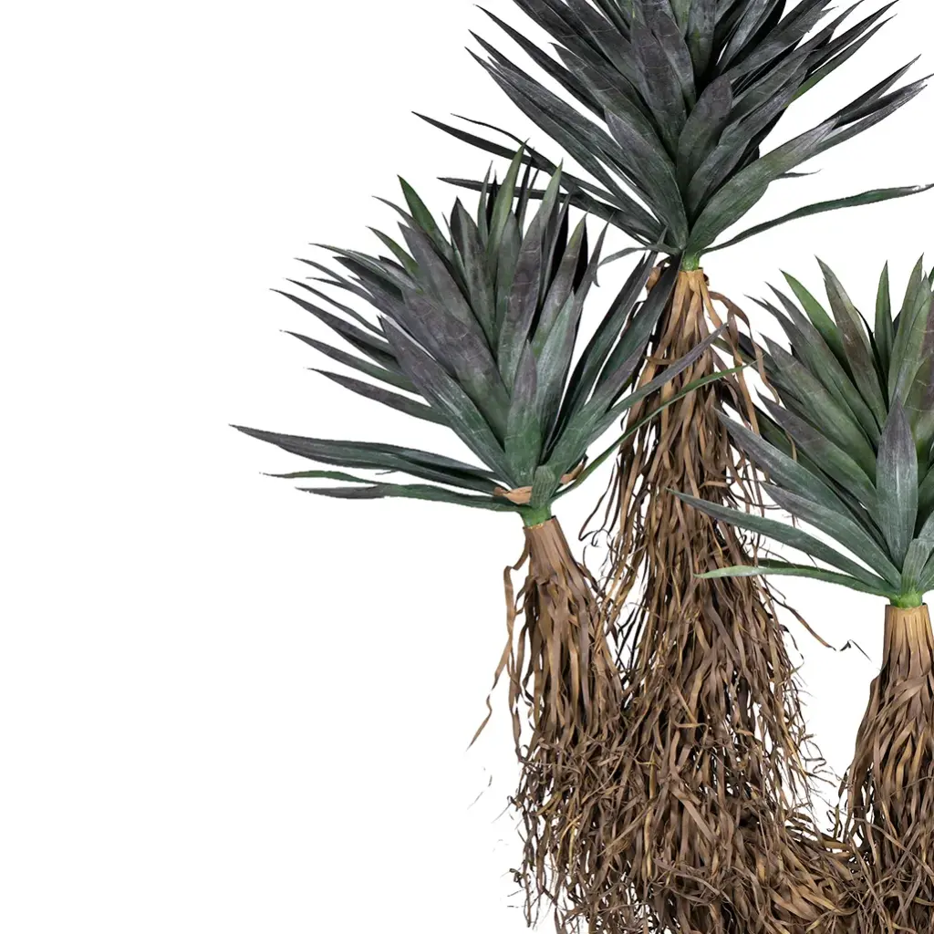 Straw Agave-CU