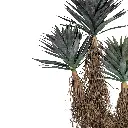 Straw Agave-CU