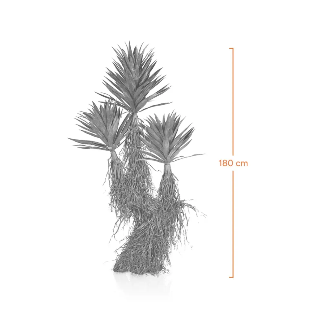 Straw Agave-Measurement