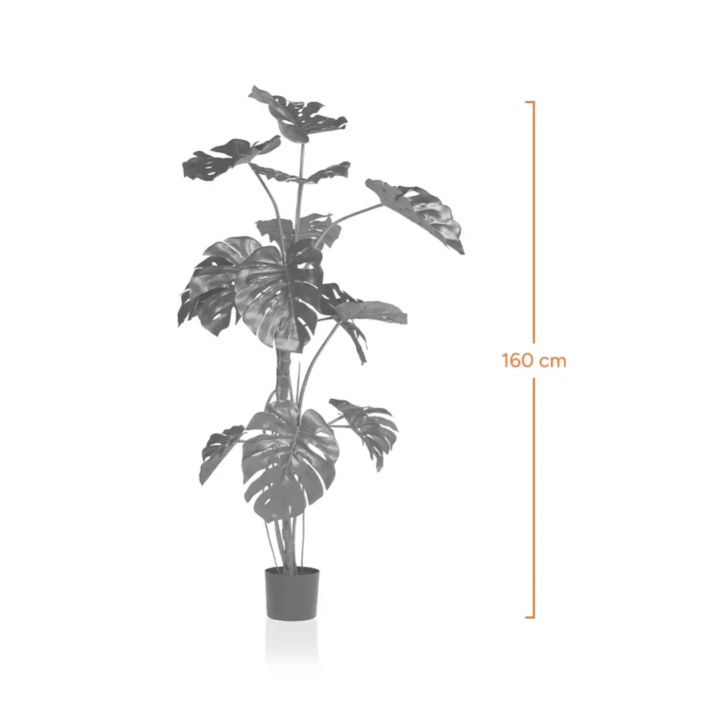 Tortoiseshell-Measurement