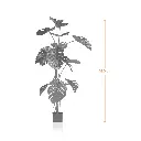 Tortoiseshell-Measurement