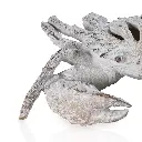 White Coral Look Crab-CU1