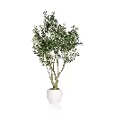 Olive Tree 220cm