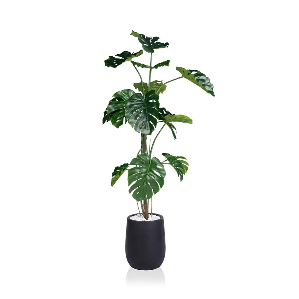 Tortoiseshell 160cm
