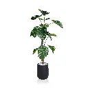Tortoiseshell 160cm