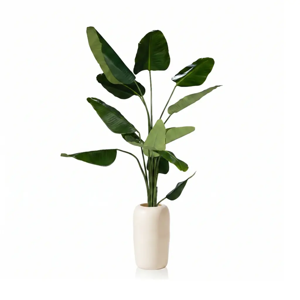 Banana Tree 