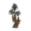 Straw Agave 180cm