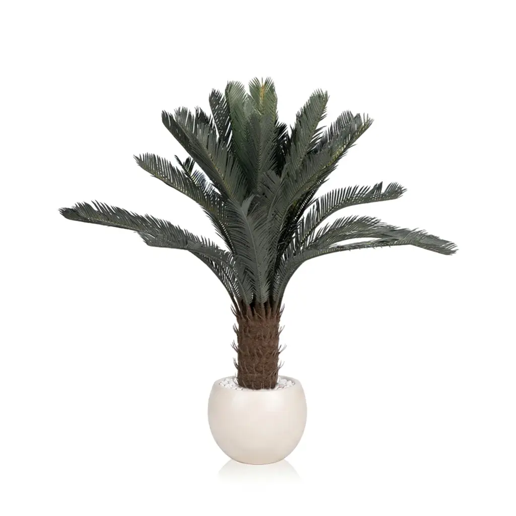 Heart Cycad Tree 120cm