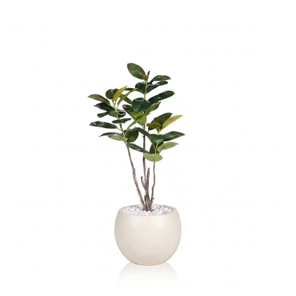 Emperor Rubber Banyan Tree