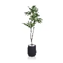 Black Bone Fern 150cm