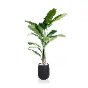 Cracked Banana Tree 210cm