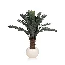 Heart Cycad Tree 120cm